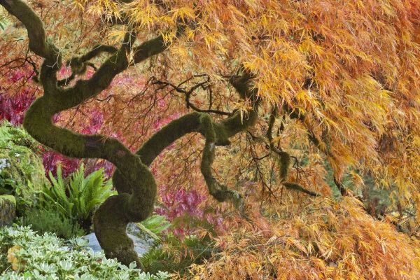 Paulson, Don 아티스트의 WA, Bainbridge Island Japanese maple tree작품입니다.